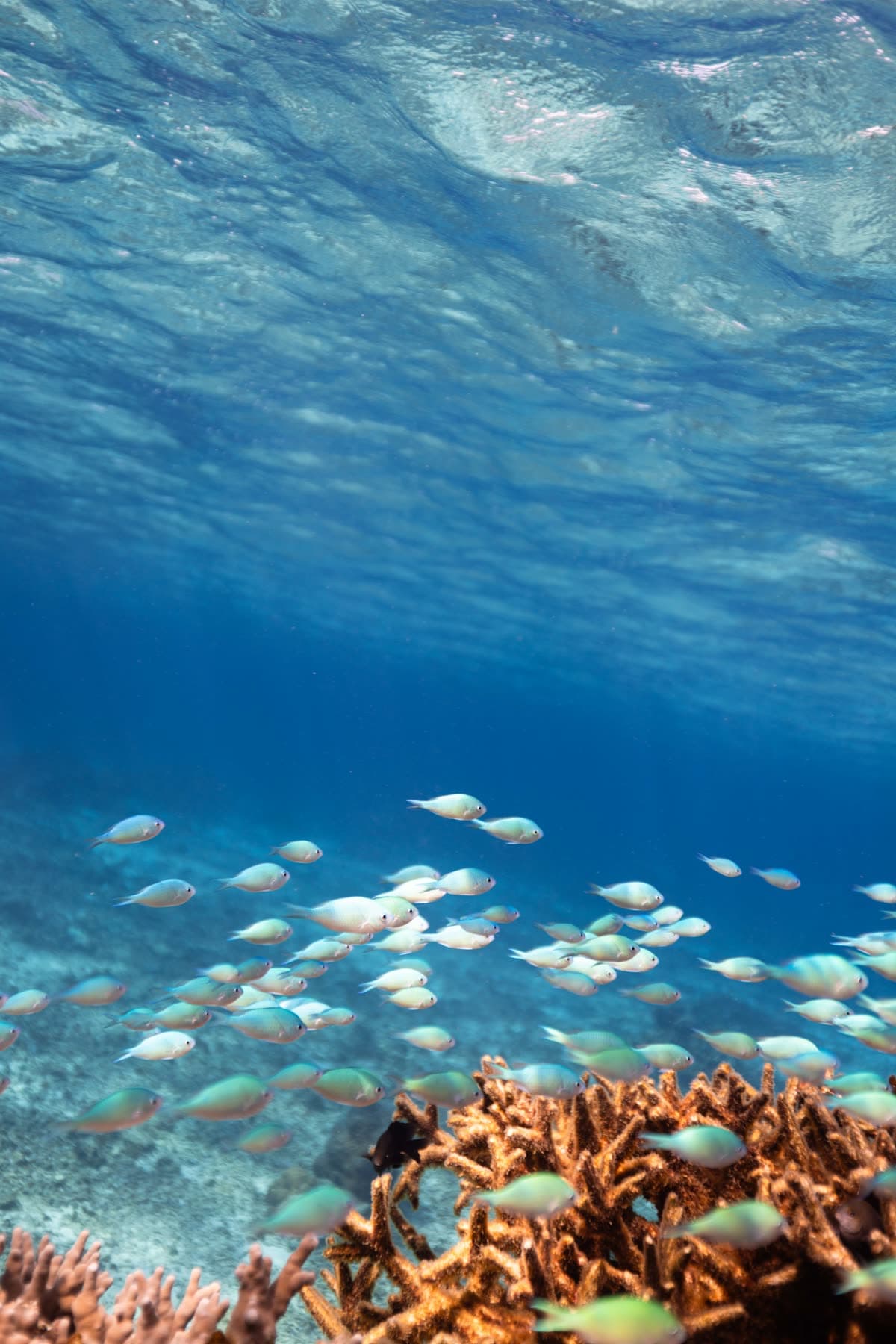 宮古島の海を泳ぐ魚たち