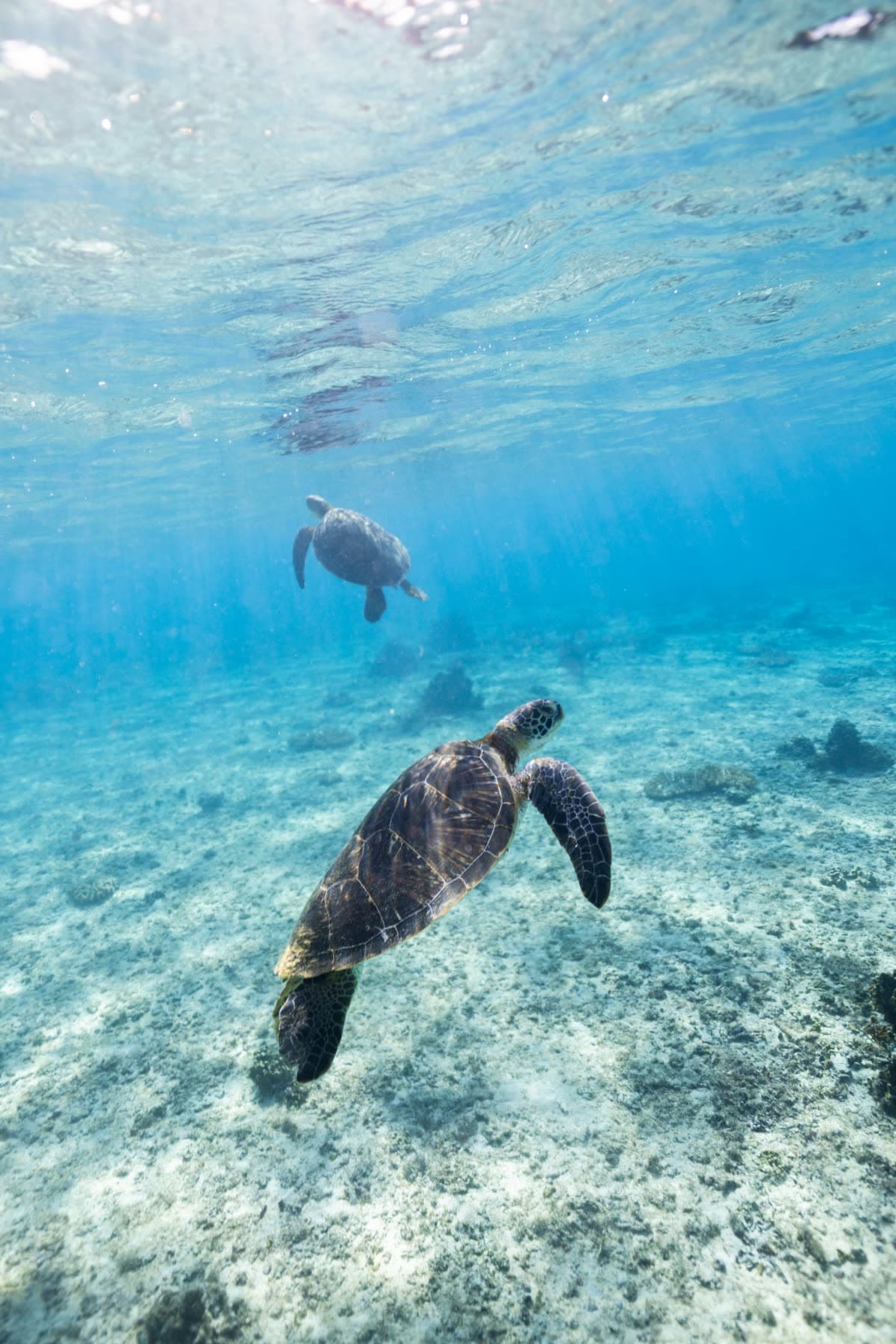 宮古島の海を泳ぐウミガメ